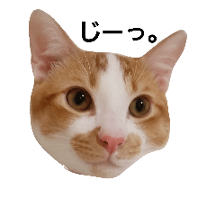 [LINEスタンプ] のぐちウィル