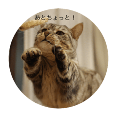 [LINEスタンプ] 猫のさばみそ＆ごましお