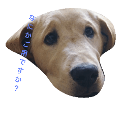 [LINEスタンプ] Yellow Labra