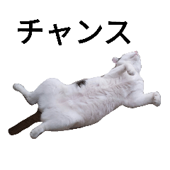 [LINEスタンプ] 白黒猫ぶち子さんのゆる返事スタンプ