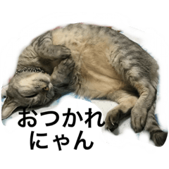 [LINEスタンプ] ねこねこねこいぬいぬいぬ