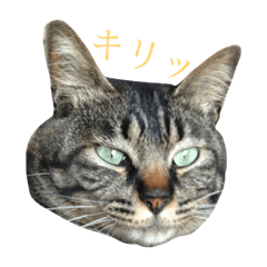 [LINEスタンプ] まめ君