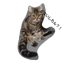 [LINEスタンプ] cat tunasan