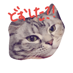 [LINEスタンプ] アメショのぴのたん