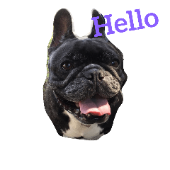 [LINEスタンプ] A lovable Frenchbulldog