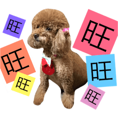 [LINEスタンプ] Poodle kitty daily