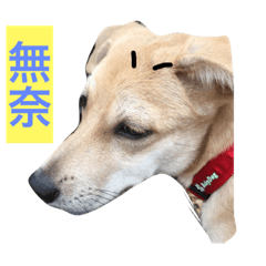 [LINEスタンプ] Bo Niu  one