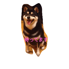 [LINEスタンプ] Black Shiba Inu 2