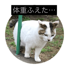 [LINEスタンプ] でぶねこスタンプ インジャパン