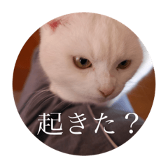 [LINEスタンプ] たまごとおはぎ