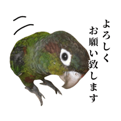 [LINEスタンプ] 敬語を話すウロコインコ