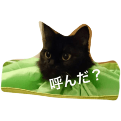 [LINEスタンプ] 黒ねこのたまさん。