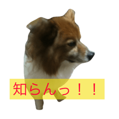 [LINEスタンプ] キャラとモコ