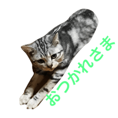 [LINEスタンプ] うちの可愛い猫3