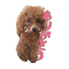 [LINEスタンプ] トイプードルの可愛いスタンプ