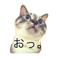 [LINEスタンプ] とってもきなこ