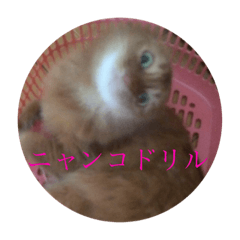 [LINEスタンプ] にゃんにゃんにゃー