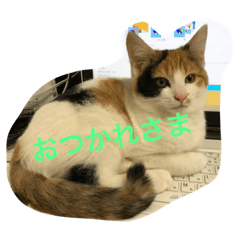 [LINEスタンプ] ミケ猫 もみじ