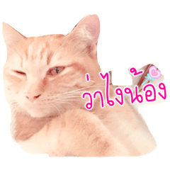 [LINEスタンプ] The Cat family ep 1