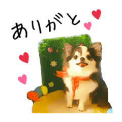 [LINEスタンプ] 愛犬チワワの日常