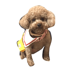 [LINEスタンプ] Poodle sweetie everyday