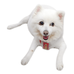 [LINEスタンプ] Japanese Spitz Kiki's daily life