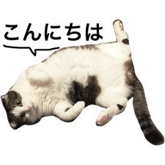 [LINEスタンプ] 愛猫スタンプ（株）DEART