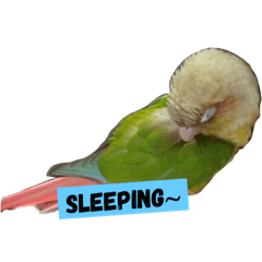 [LINEスタンプ] I am happy bird