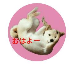 [LINEスタンプ] 白豆柴