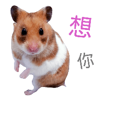 [LINEスタンプ] Hamster - Mini Pooh