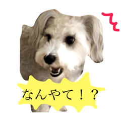 [LINEスタンプ] のんちゃんスタンプ1