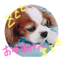 [LINEスタンプ] 溺愛犬フラン