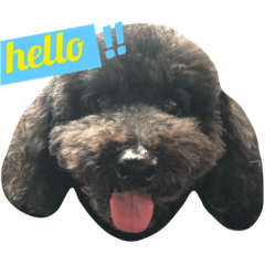 [LINEスタンプ] babyDOG-PiDan