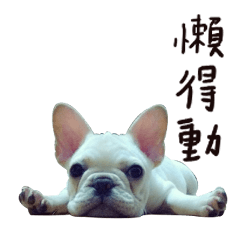 [LINEスタンプ] French bulldog sticky rice