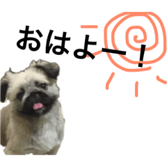 [LINEスタンプ] 我が家の大福くん