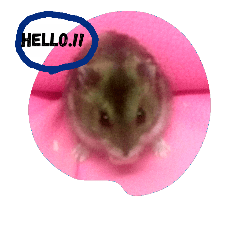 Little mouse Hamter