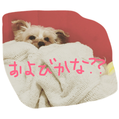 [LINEスタンプ] 内弁慶レオンの日常