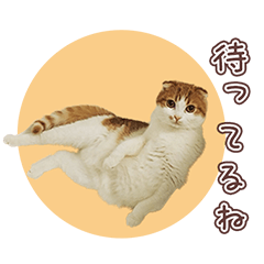 [LINEスタンプ] ポポの肉球スタンプ