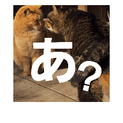 [LINEスタンプ] 猫はかわいい