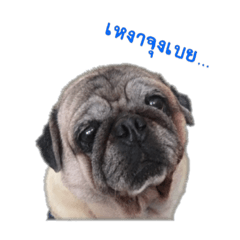 [LINEスタンプ] Tungchae The pug