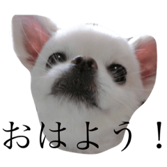 [LINEスタンプ] popoo