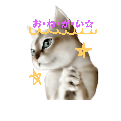 [LINEスタンプ] 猫種いろいろ