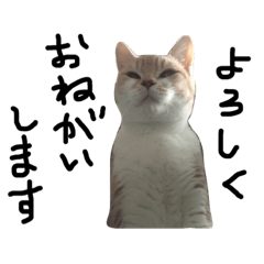 [LINEスタンプ] 弟 さくれ♂