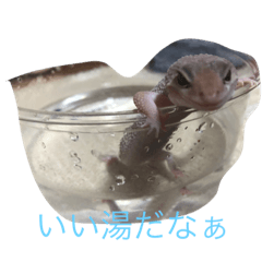 [LINEスタンプ] ヒョウモントカゲモドキ  もやし部屋