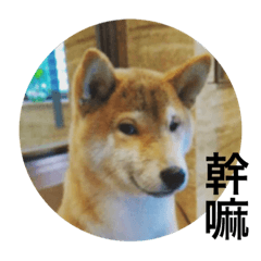 [LINEスタンプ] Shibainu bboy(Chinese)