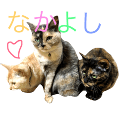 [LINEスタンプ] うちのニャンコたち（おこげ・シロ・クロ）