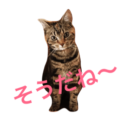 [LINEスタンプ] 方言可愛いネコ