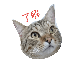 [LINEスタンプ] nyankoo's