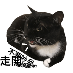 [LINEスタンプ] my cat. my life