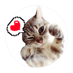 [LINEスタンプ] catcola